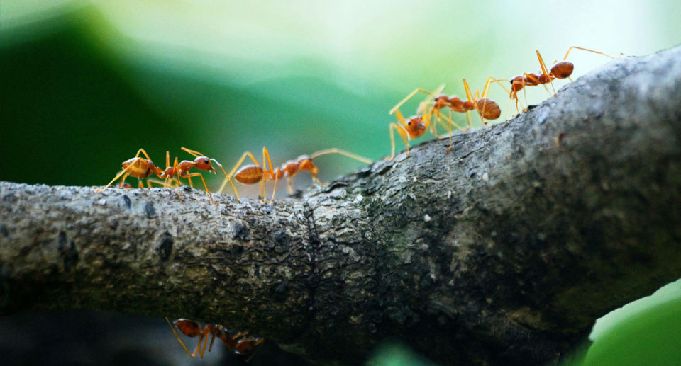 Fourmis dans sa maison : 10 astuces naturelles pour les éloigner efficacement
